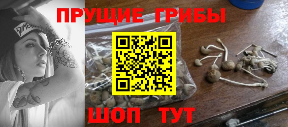 Псилоцибиновые грибы прущие грибы  Вход с VPN  Строитель 